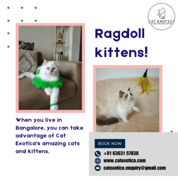Cats in Bangalore | Ragdoll Cat for Sale in Bangalore