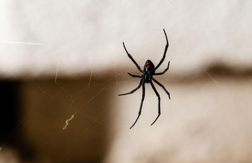 88472pexels-photo-860922.jpeg
